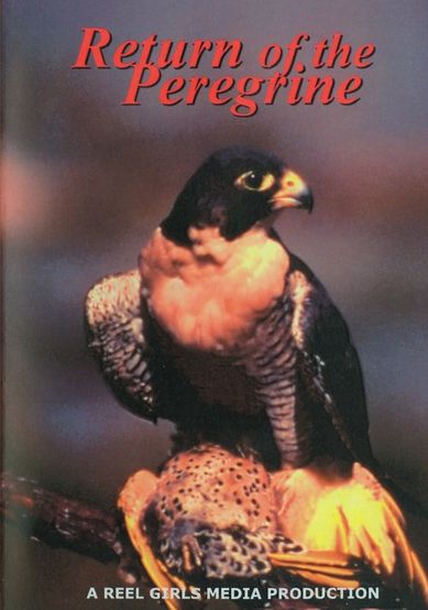 Return of the Peregrine
