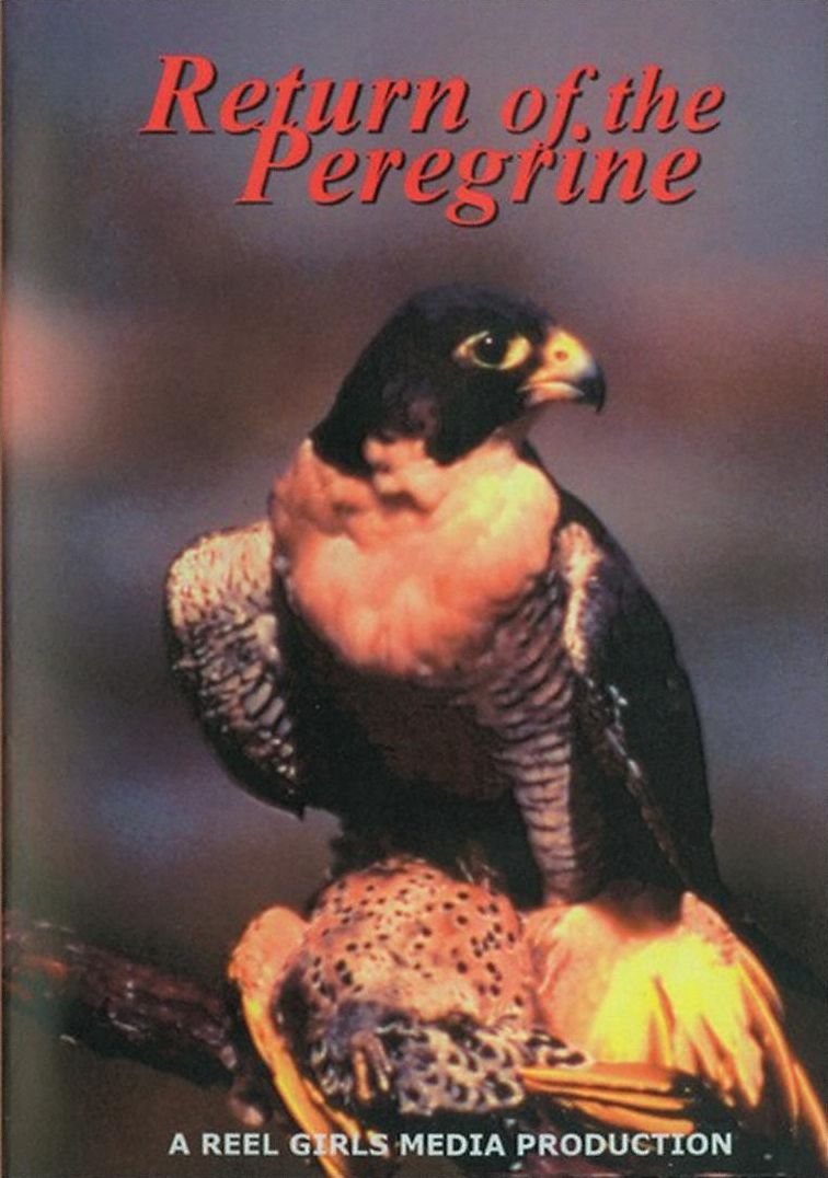 Return of the Peregrine