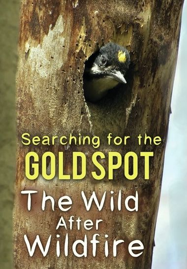Searching For The Gold Spot