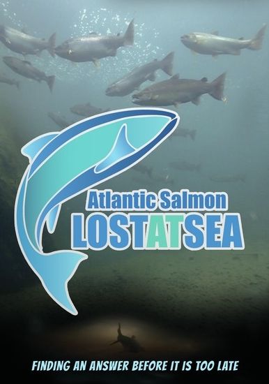 Atlantic Salmon - Lost At Sea