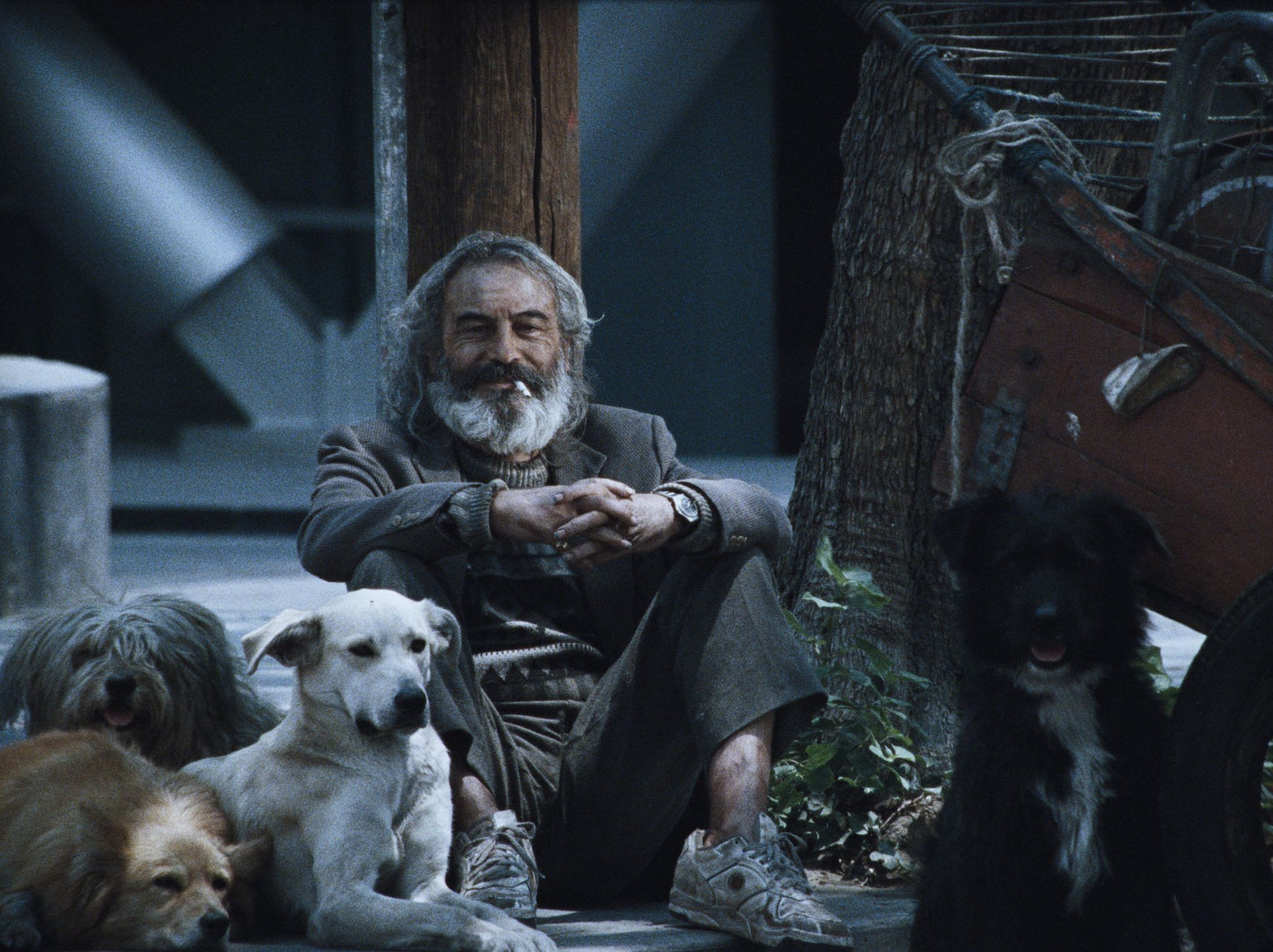 Amores Perros [Criterion Collection] [Blu-ray]