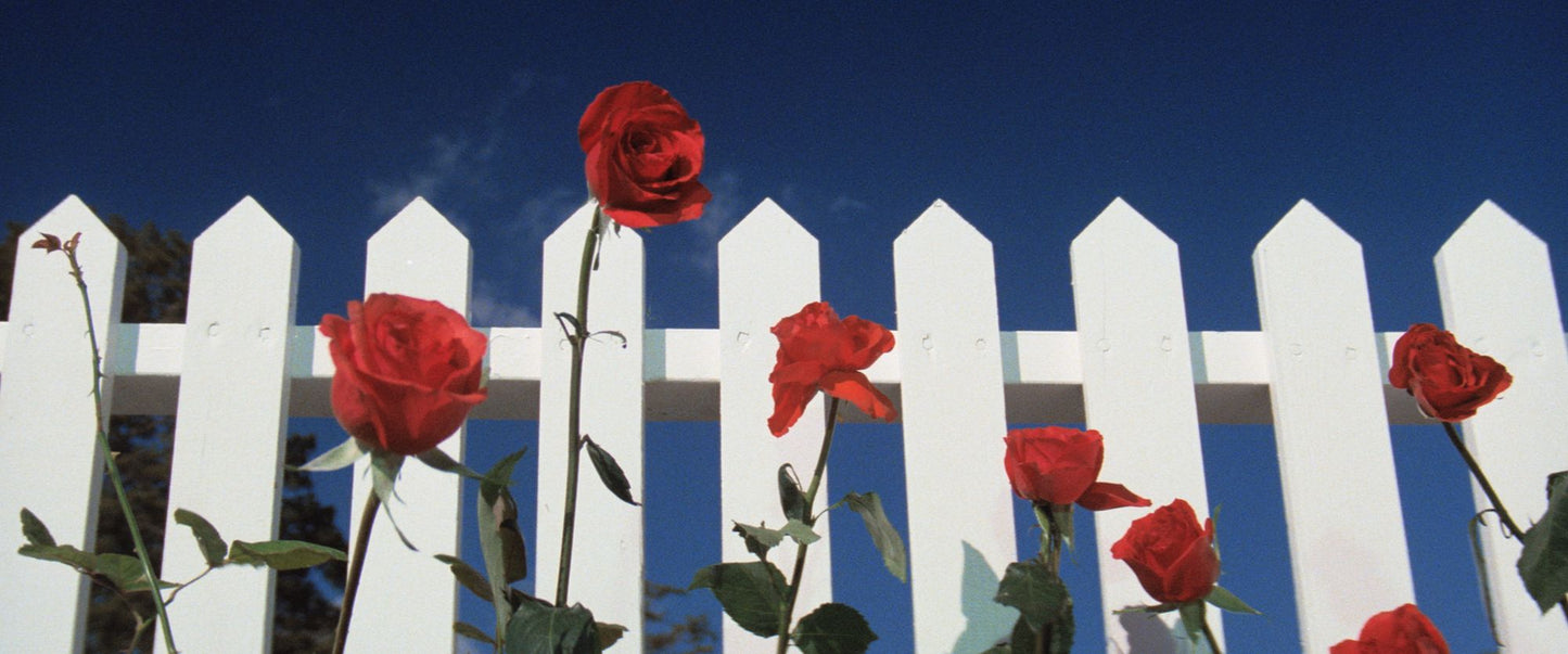 Blue Velvet
