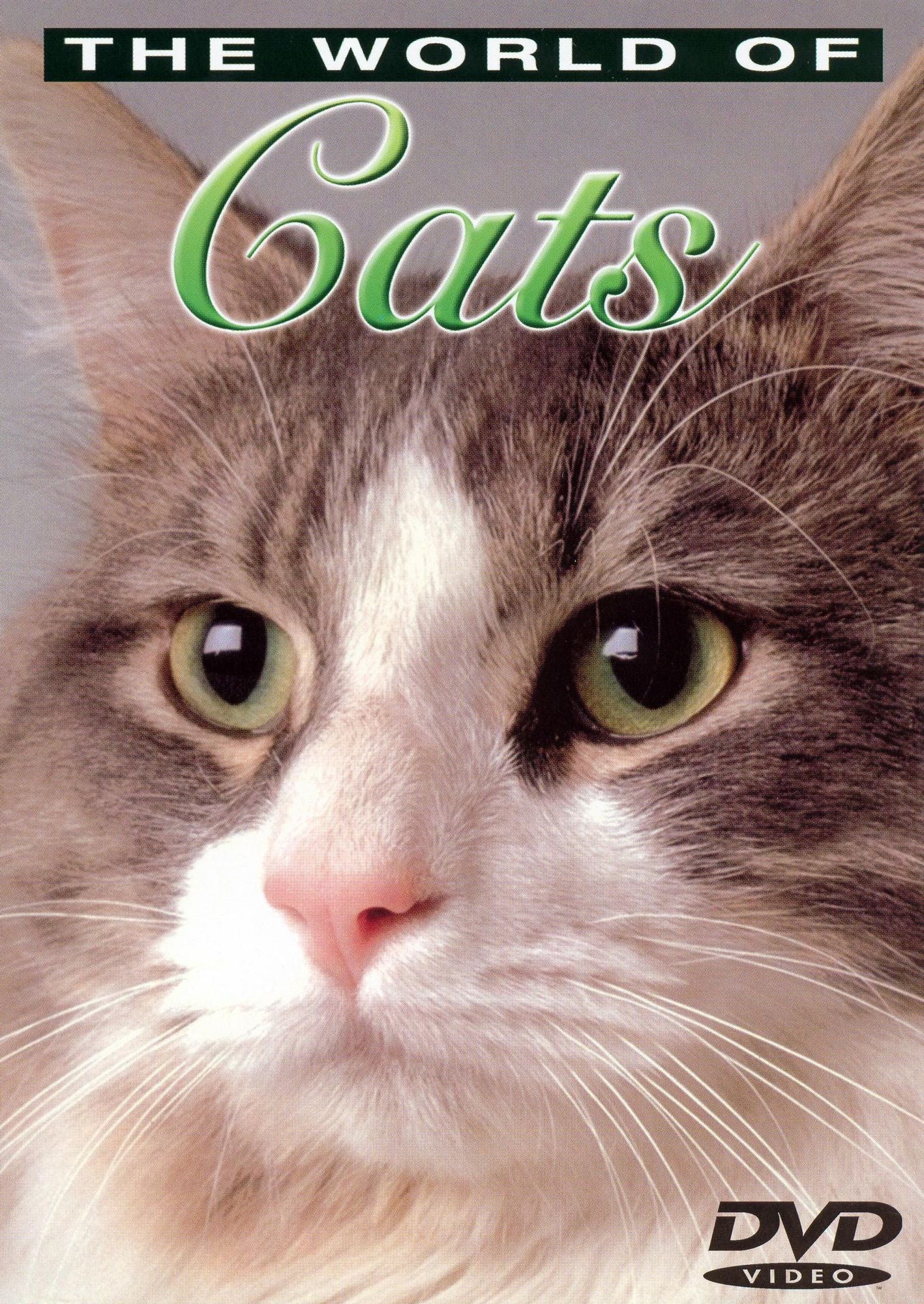 The World of Cats: Understanding Your Cat