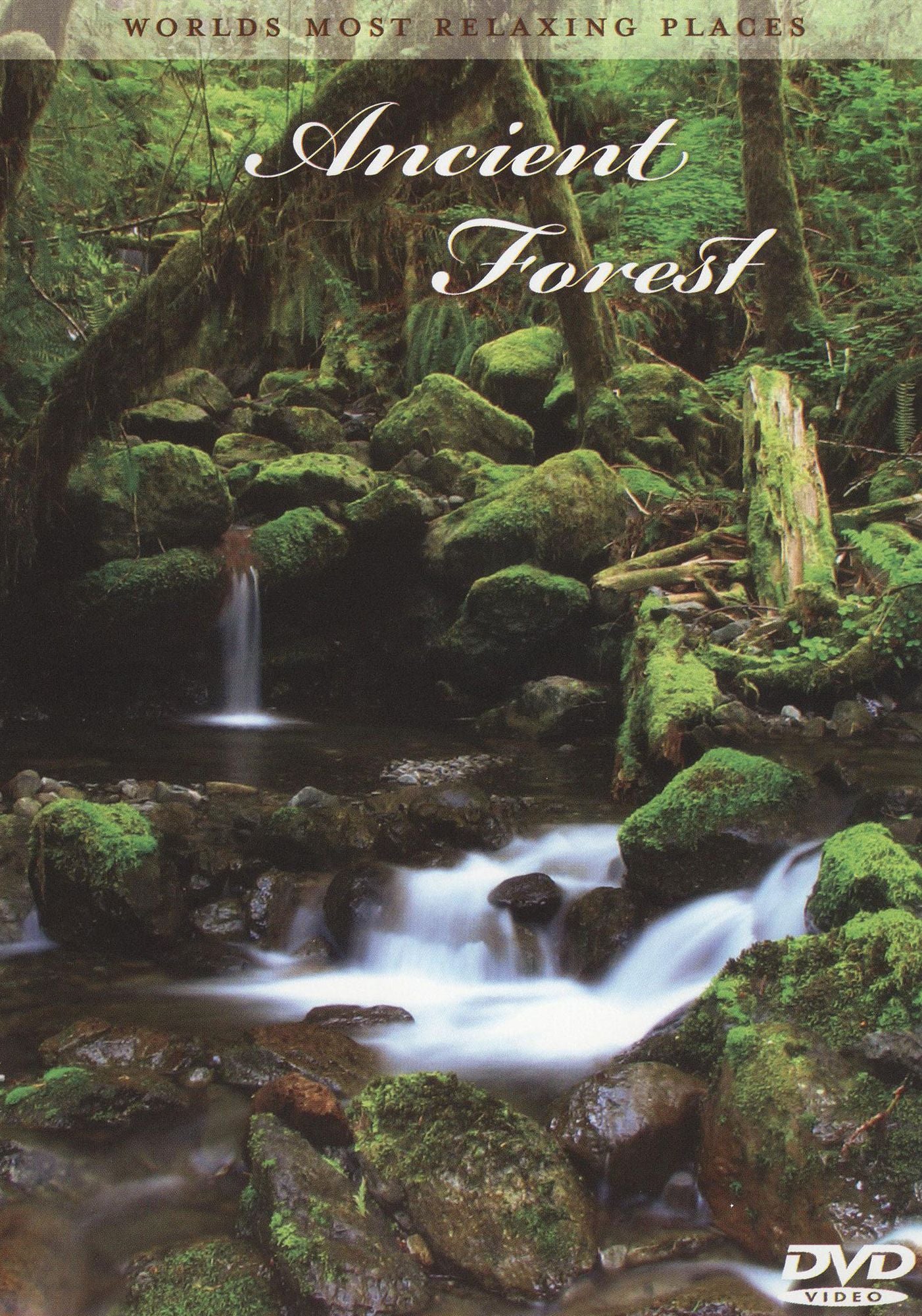 World's Most Relaxing Places: Ancient Forest