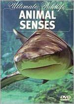 Ultimate Wildlife: Animal Senses