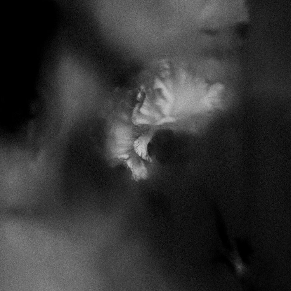 Holding Absence - Clear W/ Black Splatter (Blk)