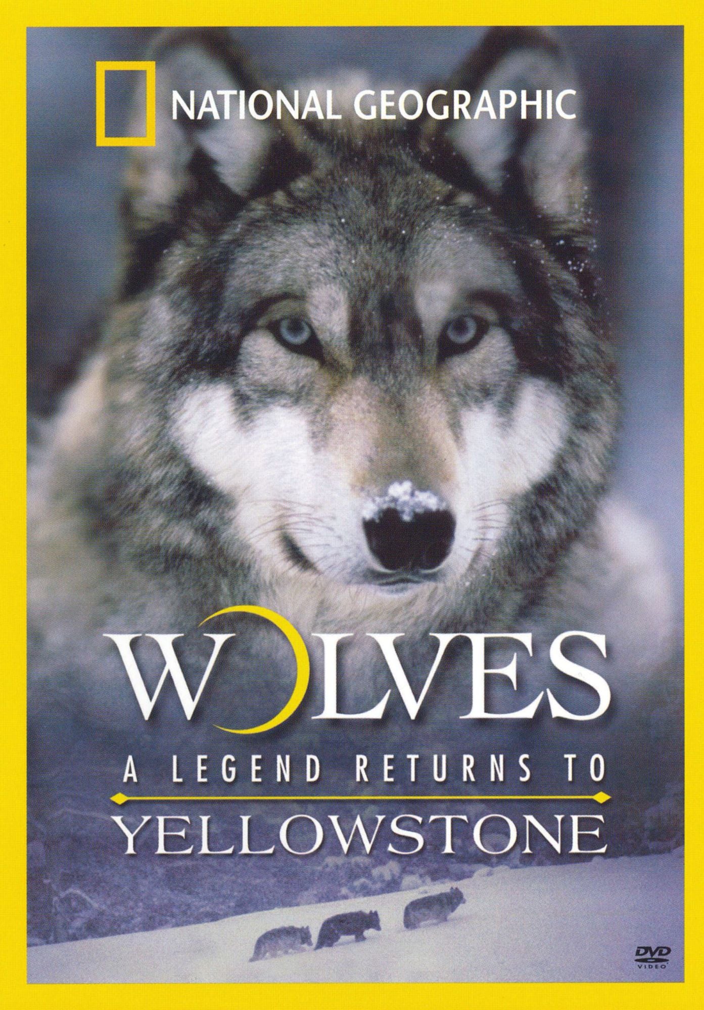 Wolves: A Legend Returns to Yellowstone