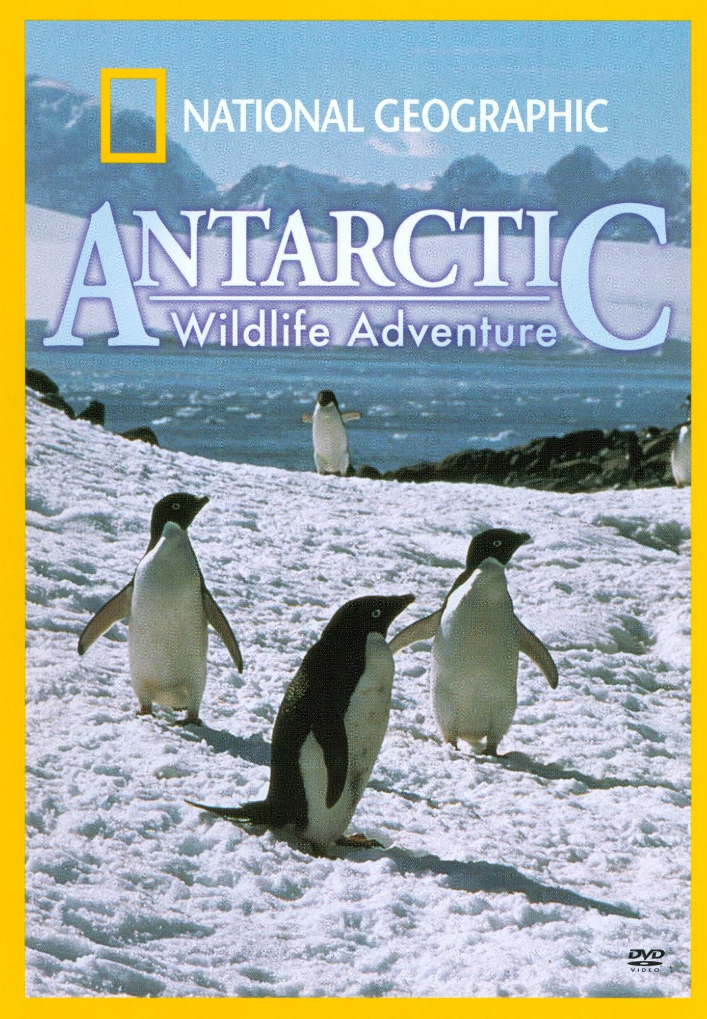 Antarctic Wildlife Adventure