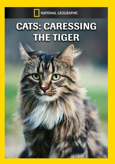 Cats: Caressing the Tiger