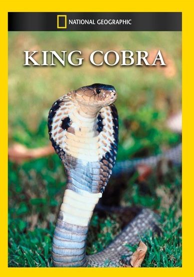 National Geographic: King Cobra