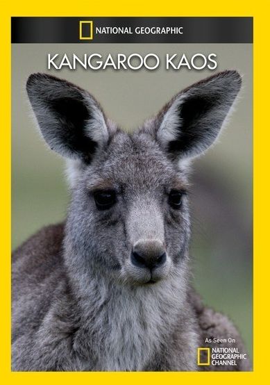 Kangaroo Kaos