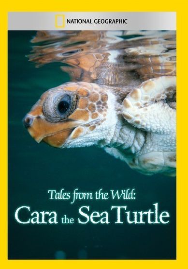 Tales From The Wild: Cara The Sea Turtle