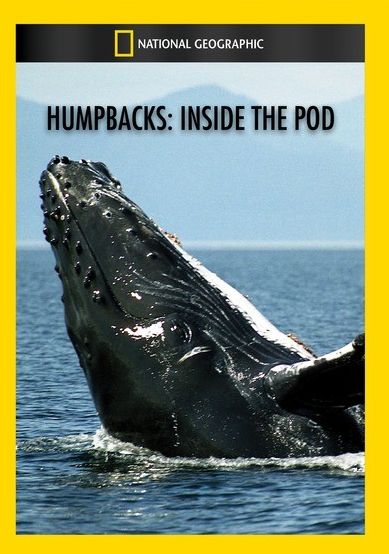 Humpbacks: Inside the Pod