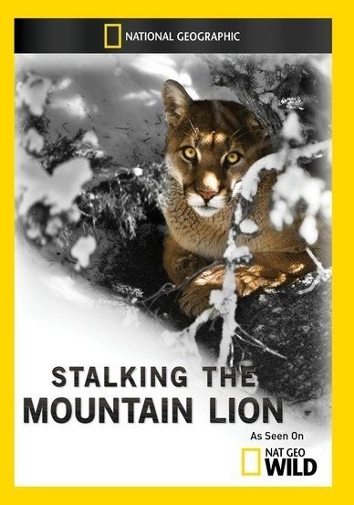 Stalking the Mountain Lion