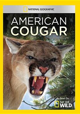 American Cougar