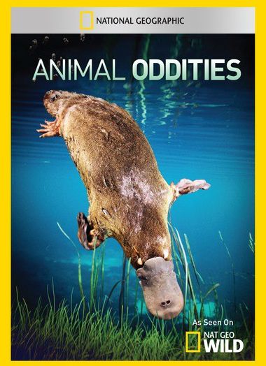 Animal Oddities