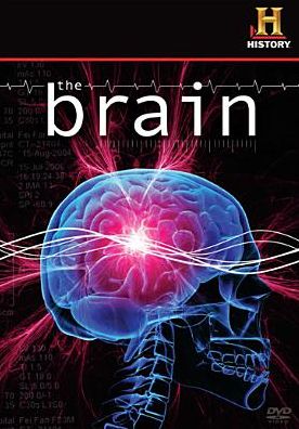 The Brain