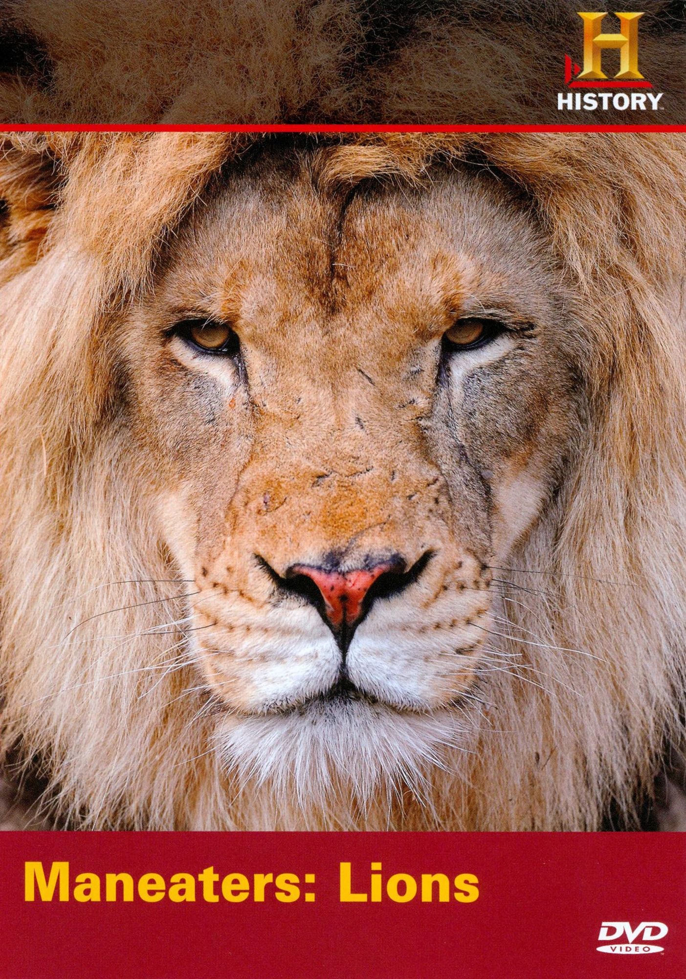 Monster Quest: Maneaters - Lions