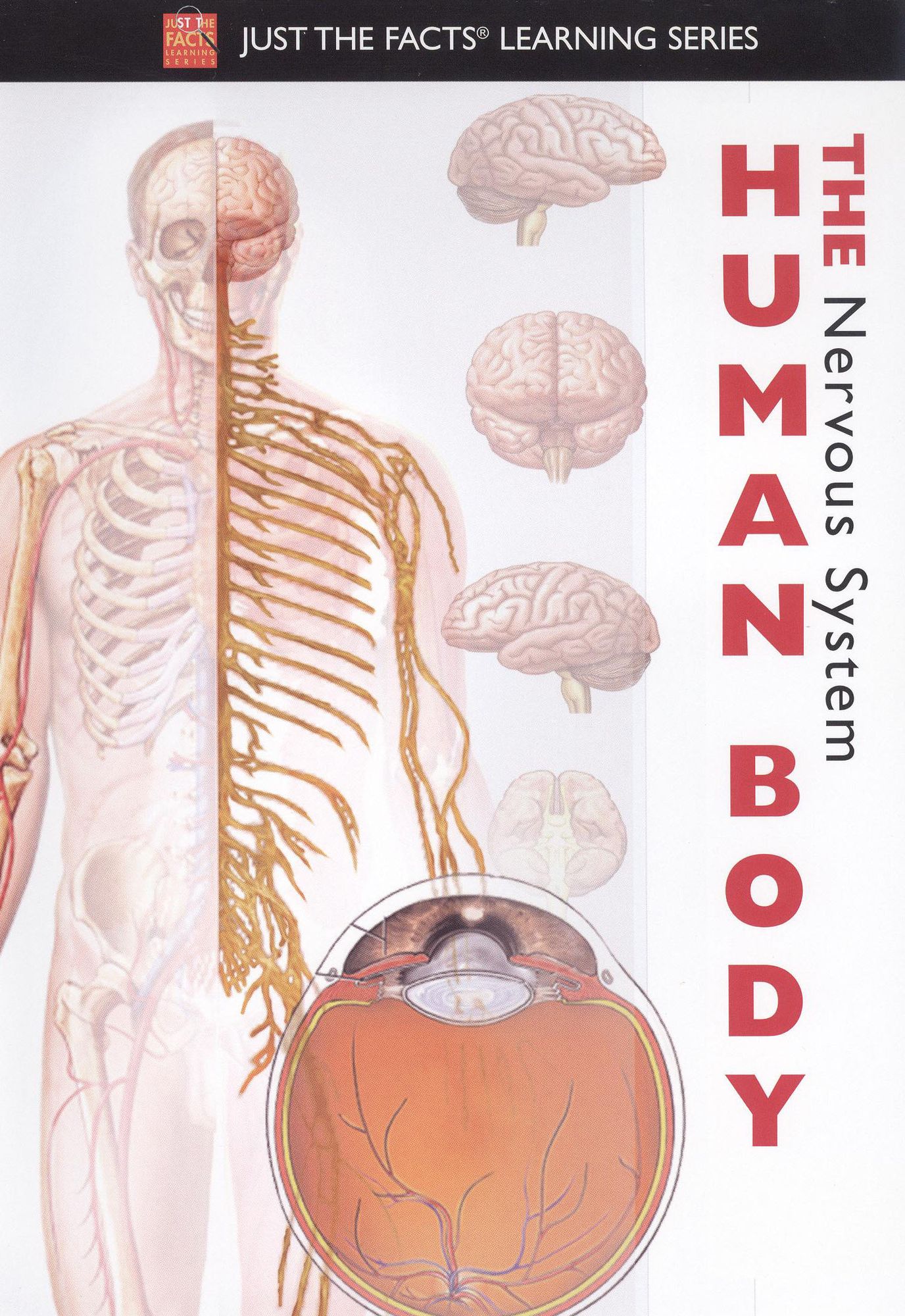 Just the Facts: The Human Body - Nervous System
