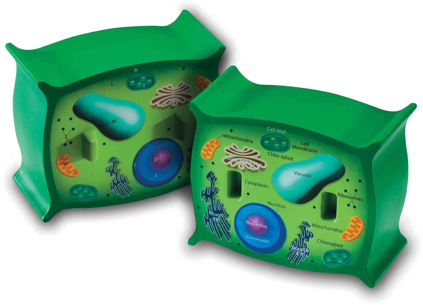 LEARNING RESOURCES LER1901 PLANT CELL CROSSSECTION MODEL