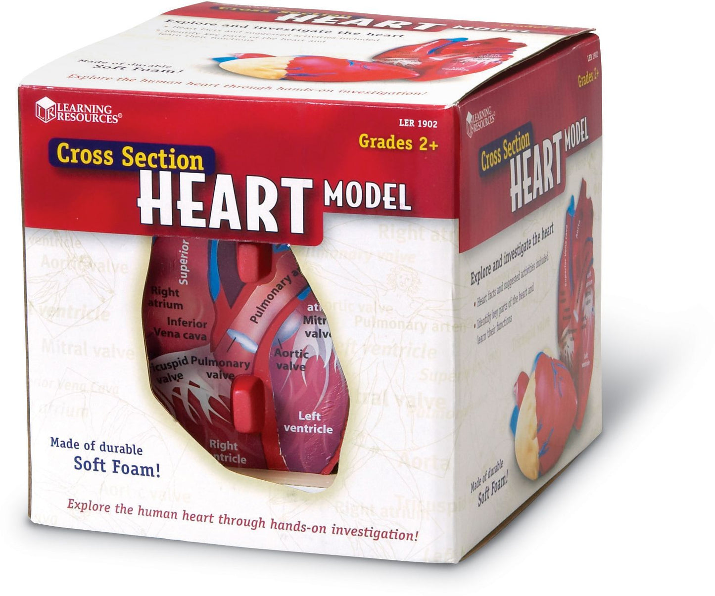 LEARNING RESOURCES LER1902 HUMAN HEART CROSSSECTION MODEL