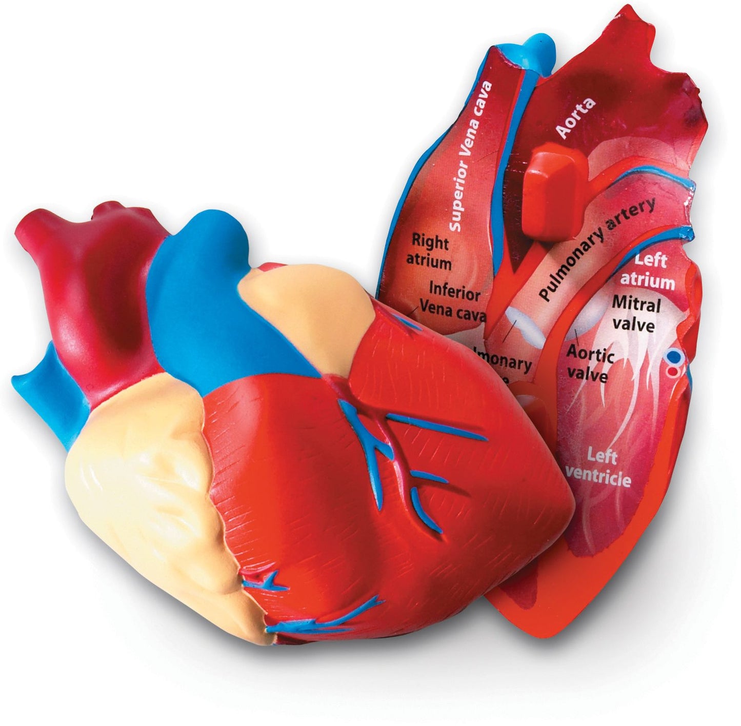 LEARNING RESOURCES LER1902 HUMAN HEART CROSSSECTION MODEL