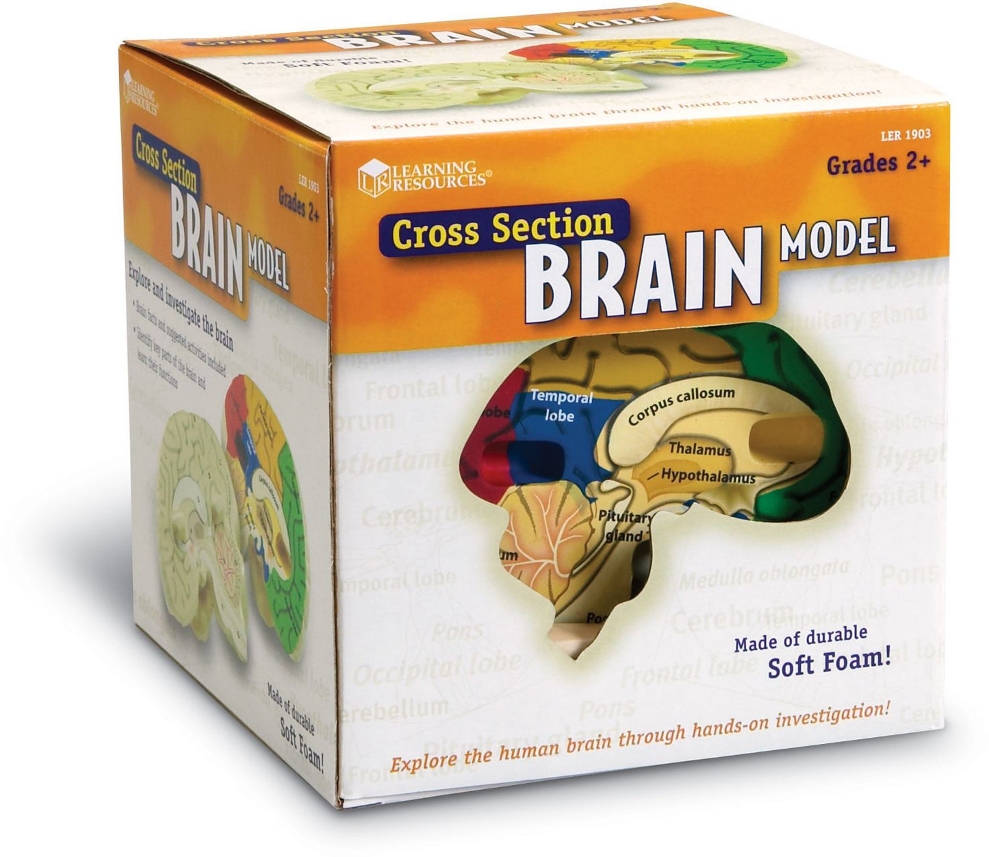 LEARNING RESOURCES LER1903 HUMAN BRAIN CROSSSECTION MODEL