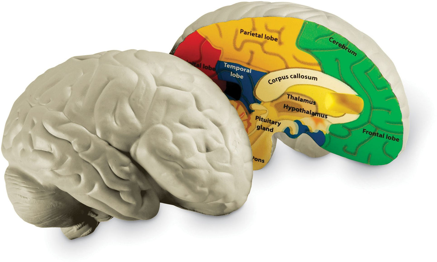 LEARNING RESOURCES LER1903 HUMAN BRAIN CROSSSECTION MODEL