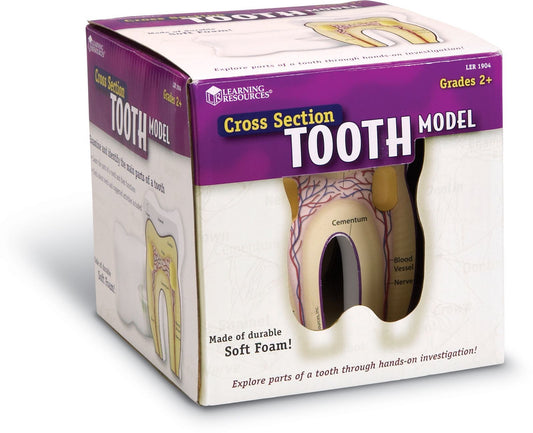 LEARNING RESOURCES LER1904 TOOTH CROSS-SECTION MODEL