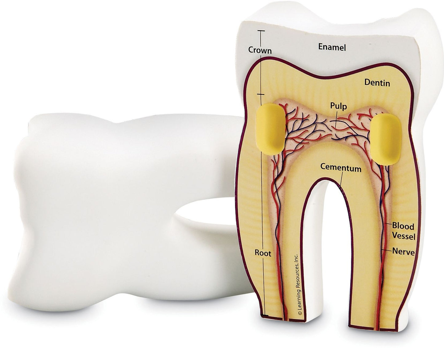 LEARNING RESOURCES LER1904 TOOTH CROSS-SECTION MODEL