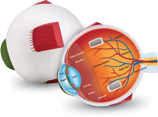 Learning Resources LER1907 Cross-Section Eye Model