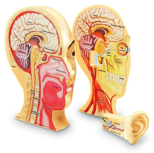 Cross-Section Human Head Model