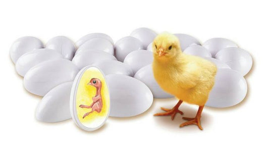 Learning Resources LER2733 Chick Life Cycle Exploration Set