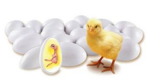 Learning Resources LER2733 Chick Life Cycle Exploration Set