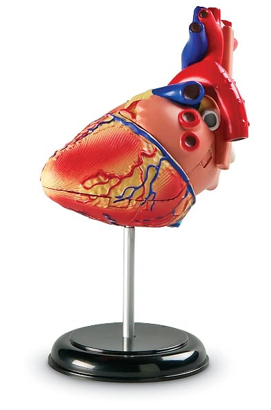 Heart Anatomy Model