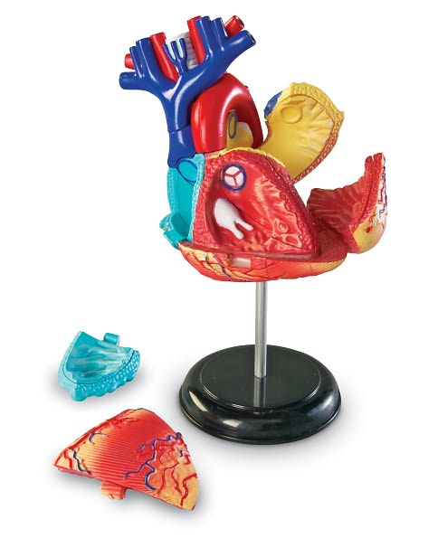 Heart Anatomy Model