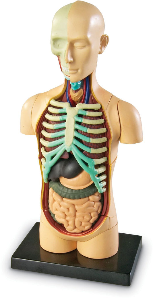 Learning Resources LER3336 Model Human Body Anatomy