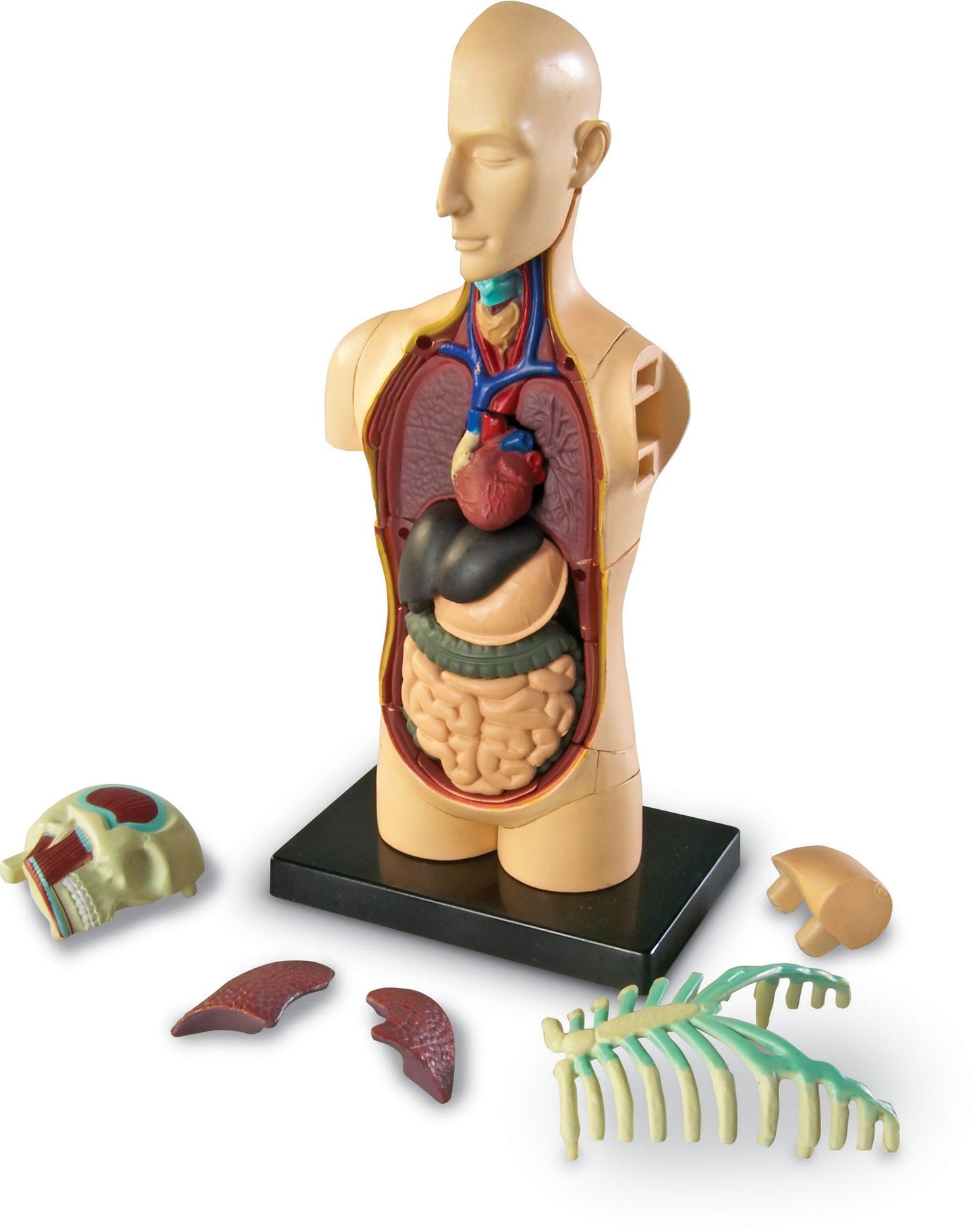 Learning Resources LER3336 Model Human Body Anatomy