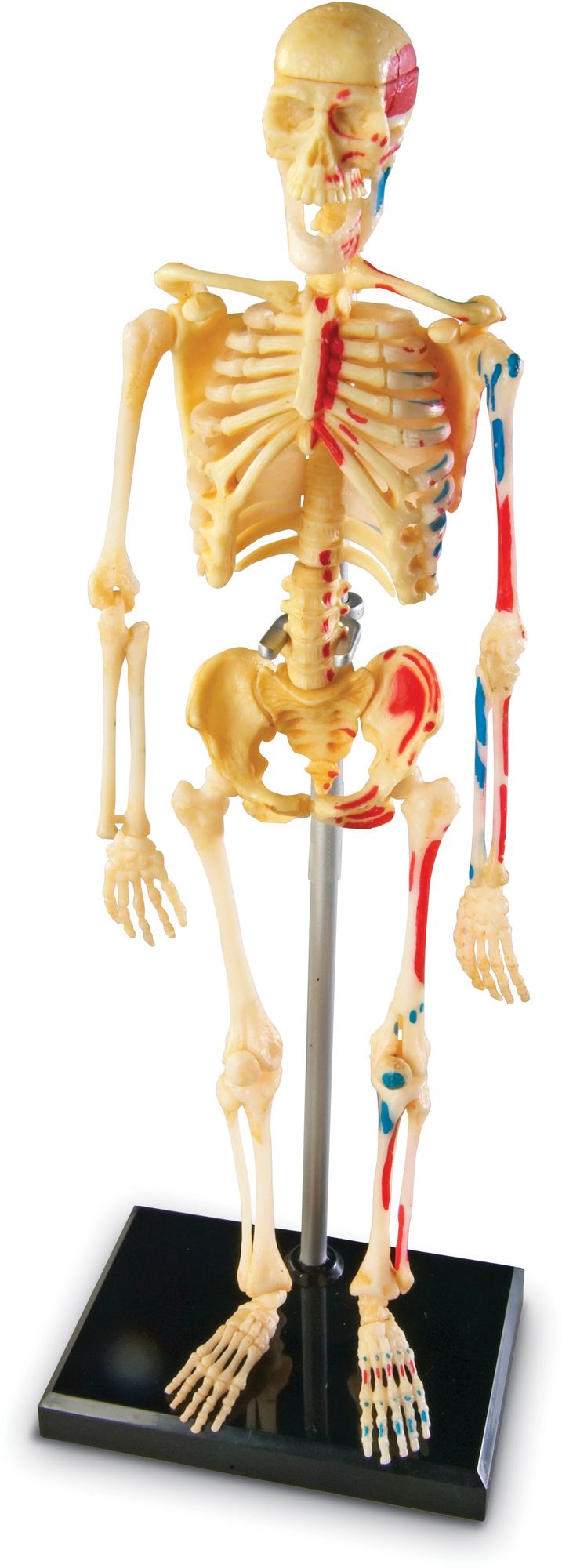 Learning Resources LER3337 Model Skeleton