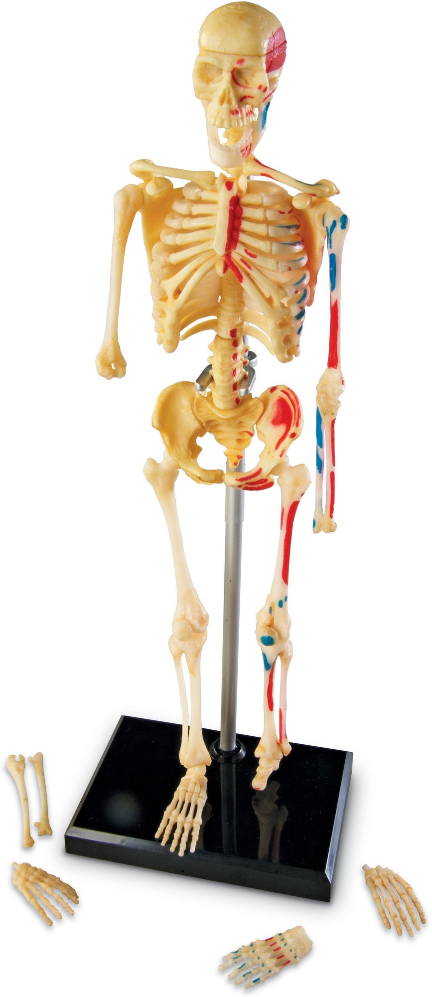 Learning Resources LER3337 Model Skeleton