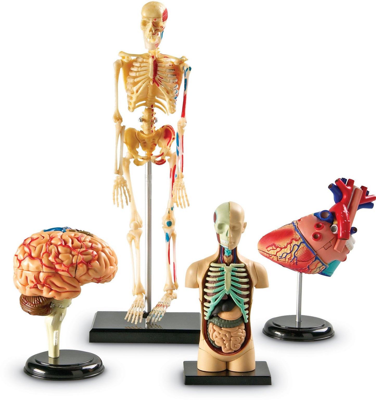 Anatomy Models Bundle Set