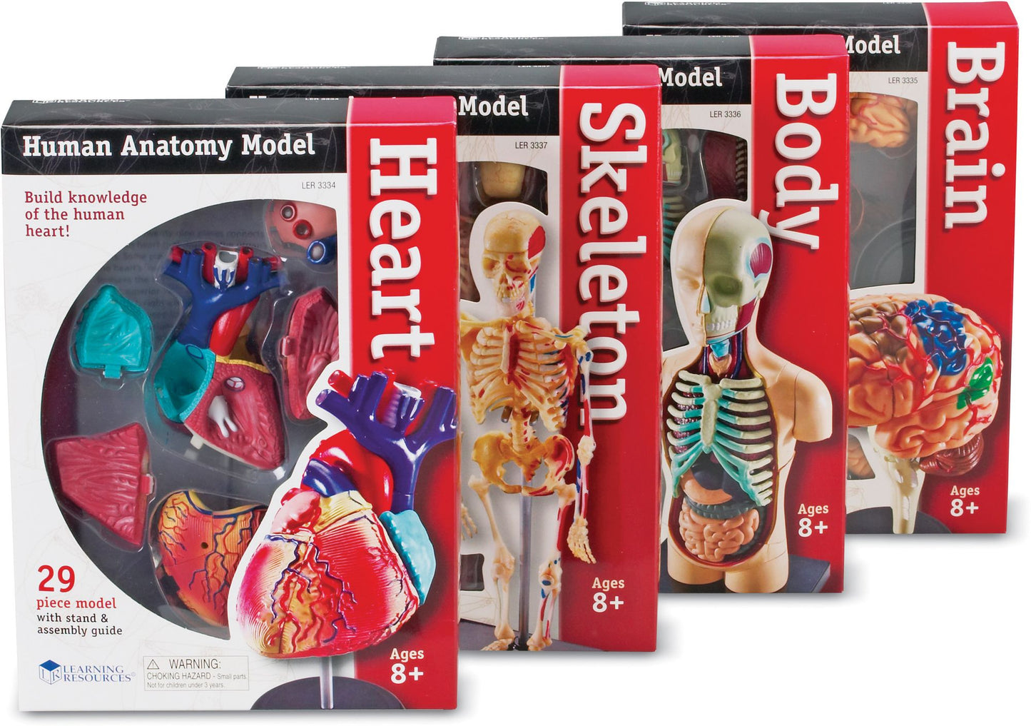 Anatomy Models Bundle Set