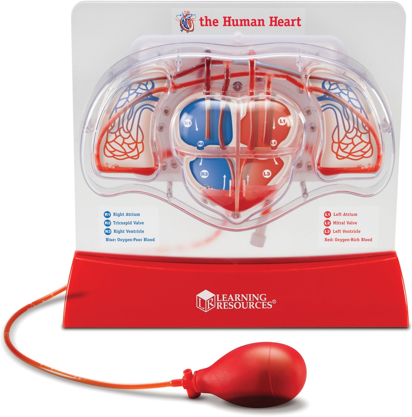 Learning Resources LER3535 Pumping Heart Model