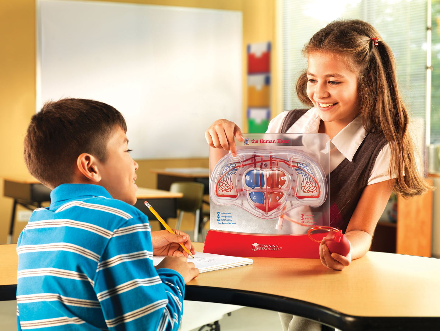 Learning Resources LER3535 Pumping Heart Model