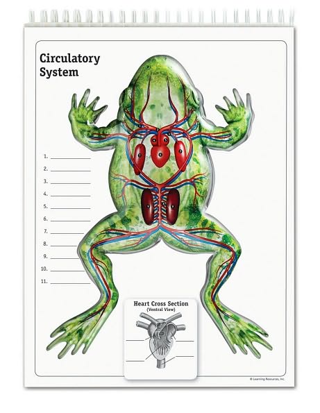 Frog Flip Chart