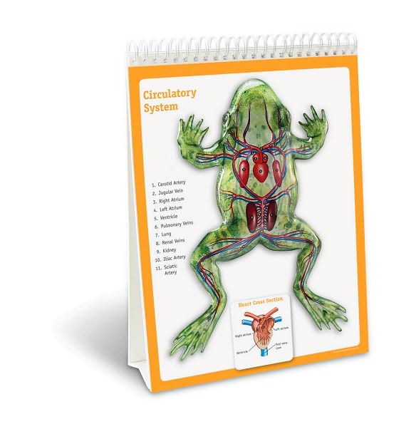 Frog Flip Chart