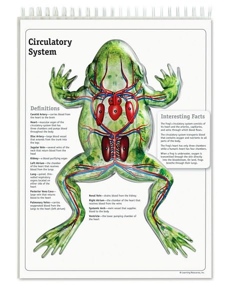 Frog Flip Chart
