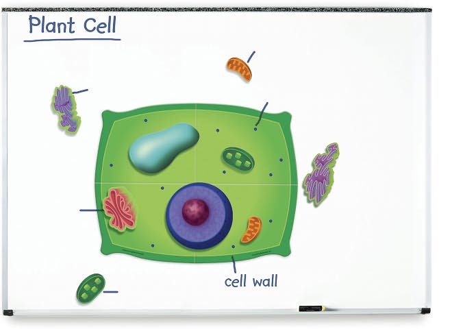 Giant Magnetic Plant Cell
