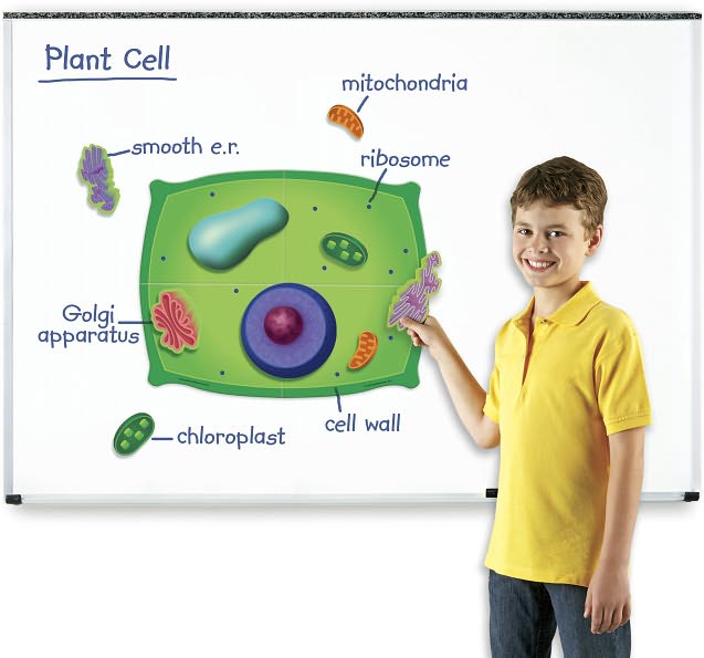 Giant Magnetic Plant Cell