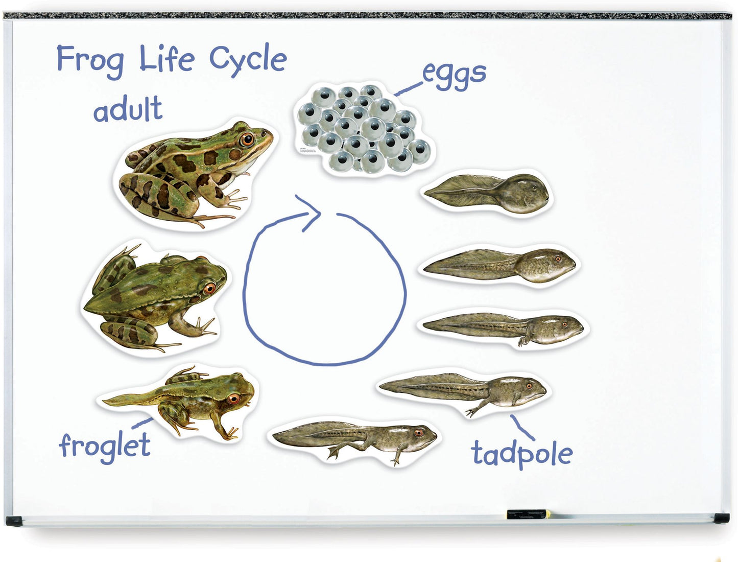 Learning Resources LER6041 Giant Magnetic Frog Life Cycle